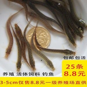 龍魚的飼料魚買多大的好養(yǎng)活一點(diǎn) 龍魚百科