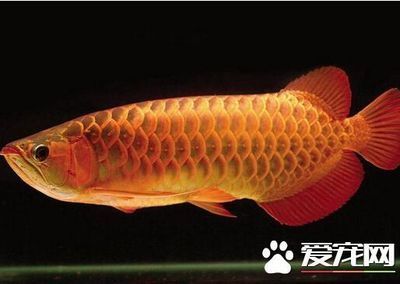 龍魚不吃食什么原因有三種可能 龍魚百科