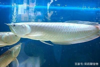 1米銀龍魚 龍魚百科