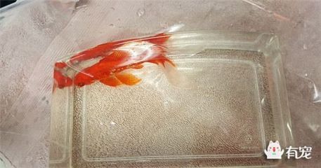 紅龍魚(yú)可以喂牛心嗎 龍魚(yú)百科