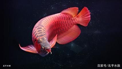 紅龍魚高清手機壁紙 龍魚百科