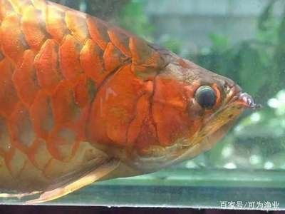 龍魚掉眼的危害有多大 龍魚百科