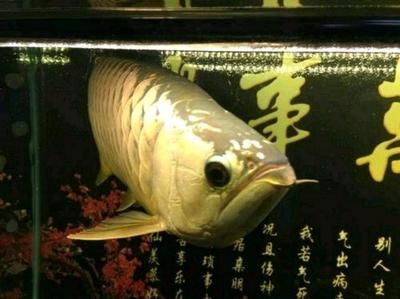 觀賞金龍魚價格多少錢一條十斤左右的魚