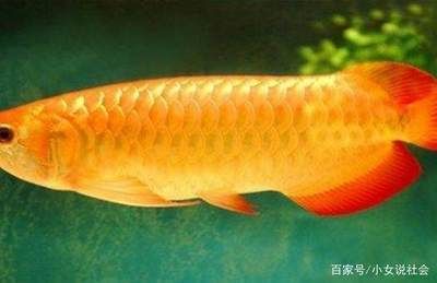 20萬(wàn)的金龍魚(yú)