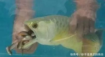 金龍魚(yú)怕什么魚(yú) 龍魚(yú)百科