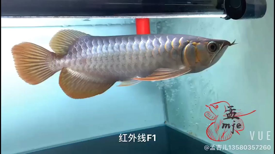 孟吉爾-紅外線F1、紅艷 觀賞魚論壇