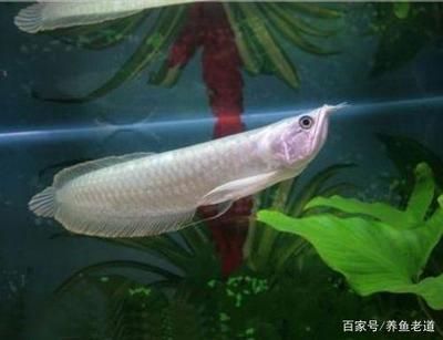 龍魚(yú)把水位降低了是為什么 龍魚(yú)百科