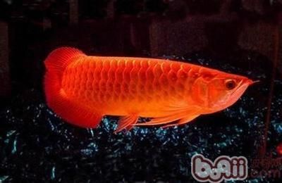 紅色金龍魚價(jià)格是多少一條 龍魚百科