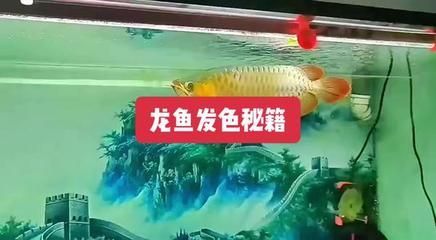 老孫講龍魚發(fā)色的故事