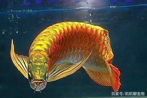 紅龍魚畫法教程簡單