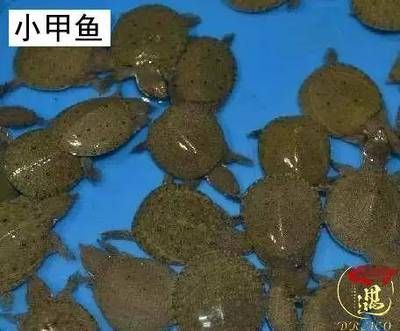 龍魚被咬死了 龍魚百科