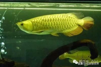 觀賞魚龍魚有多少種 龍魚百科