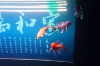 龍魚不養(yǎng)了送人有沒有說法 龍魚百科