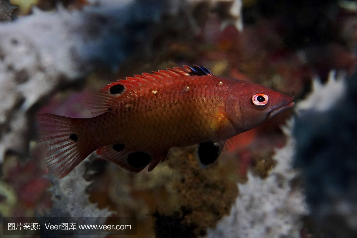 紅龍是什么海魚 龍魚百科