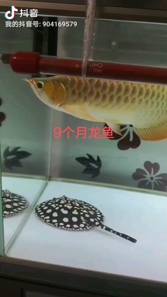 9個(gè)月龍魚 看看發(fā)色如何 觀賞魚論壇