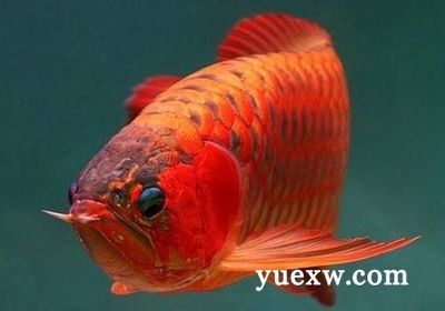 龍魚(yú)吃什么發(fā)色好