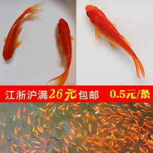 紅色龍魚(yú)多少錢(qián)一只幼魚(yú)呢 龍魚(yú)百科