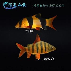 龍魚的高端配魚