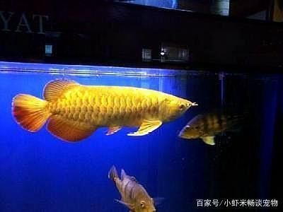 金龍魚擺在什么位置好 龍魚百科