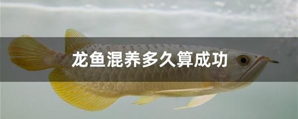 龍魚(yú)2個(gè)月沒(méi)吃咋整 龍魚(yú)百科