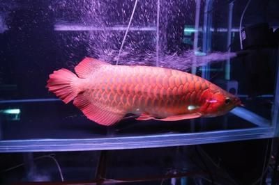 20多公分紅龍魚用什么顏色燈