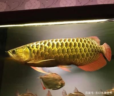 金龍魚吃什么食物長得快又好養(yǎng)的魚 龍魚百科