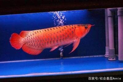 國內(nèi)最大的龍魚市場排名第一