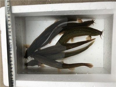 龍魚吃小泥鰍 龍魚百科