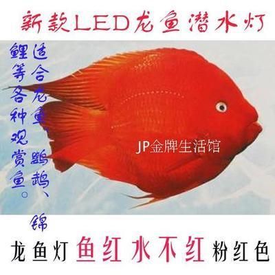 30公分紅龍魚用什么燈 龍魚百科