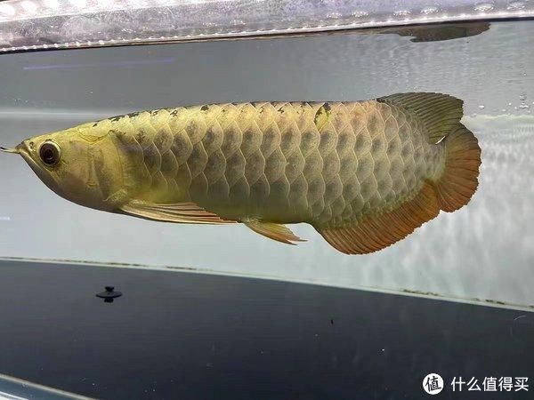 金龍魚吃什么發(fā)色比較快 龍魚百科