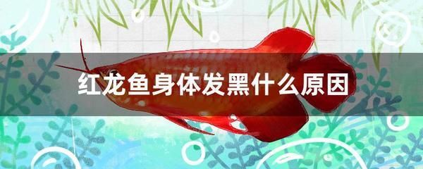 紅龍魚(yú)魚(yú)鱗變黑怎么回事兒啊