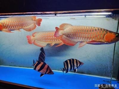 紅龍魚(yú)跟什么魚(yú)混養(yǎng)漂亮好看