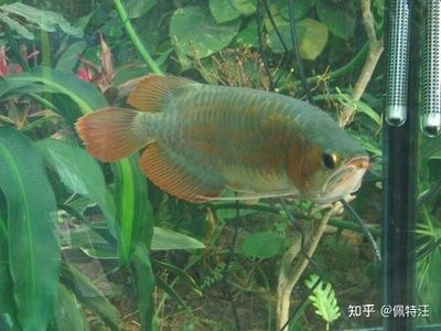 龍魚單養(yǎng)一條好嘛,需要配其它魚嗎 龍魚百科