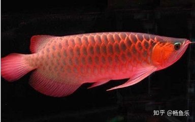 紅龍魚在風(fēng)水上的作用和功效 龍魚百科