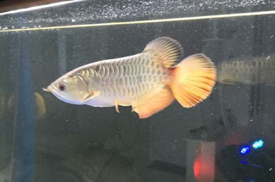 龍魚20度水溫