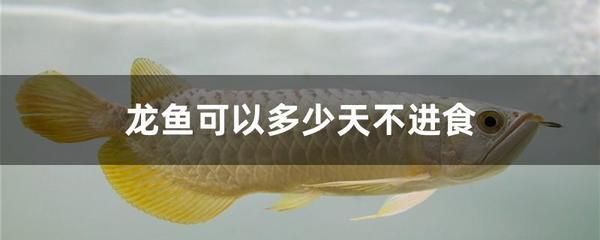 龍魚不喂食會餓死嗎 龍魚百科