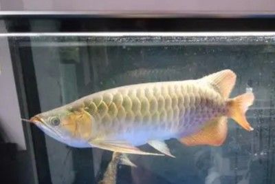 龍魚多長時間能餓死啊