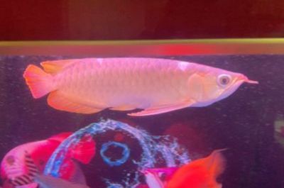 45公分紅龍魚(yú)幾天喂一次飼料