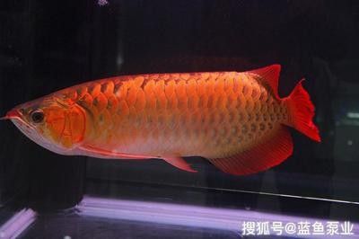 龍魚的飼養(yǎng)要求 龍魚百科