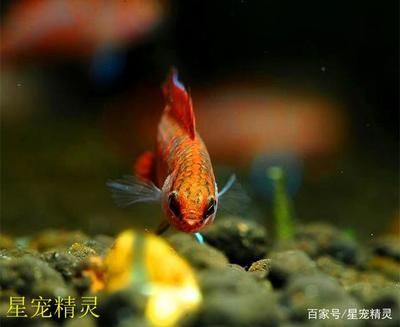 龍魚的觀賞價(jià)值是多少元 龍魚百科