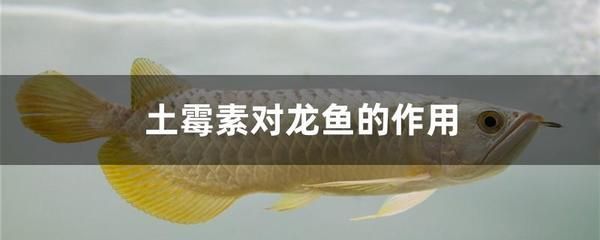 龍魚不游動是不是有病毒