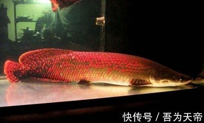 龍魚(yú)吃什么魚(yú)最好吃的食物 龍魚(yú)百科