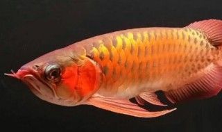 各種龍魚(yú)的寓意及象征意義是什么 龍魚(yú)百科