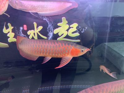 紅龍魚價格暴跌原因是什么引起的