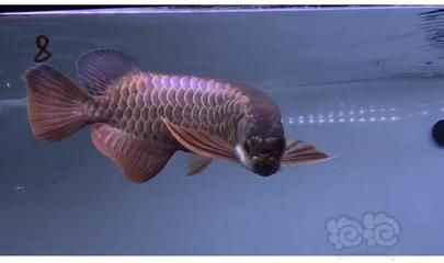 藍(lán)底過(guò)背好還是金底過(guò)背龍魚(yú)好看些