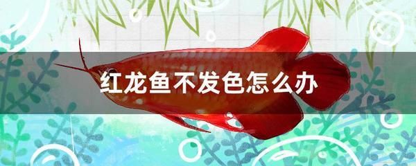 紅龍魚不發(fā)色怎么辦呢