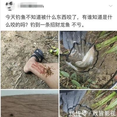 龍魚被咬 龍魚百科