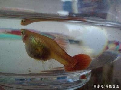 龍魚吃魚苗嗎 龍魚百科