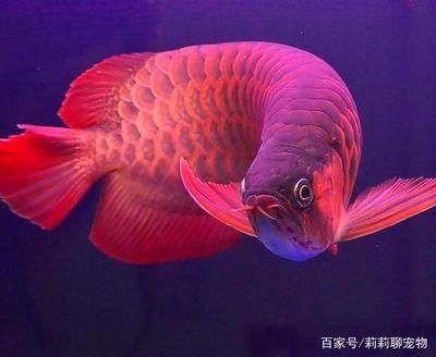 紅龍魚種類區(qū)別 龍魚百科