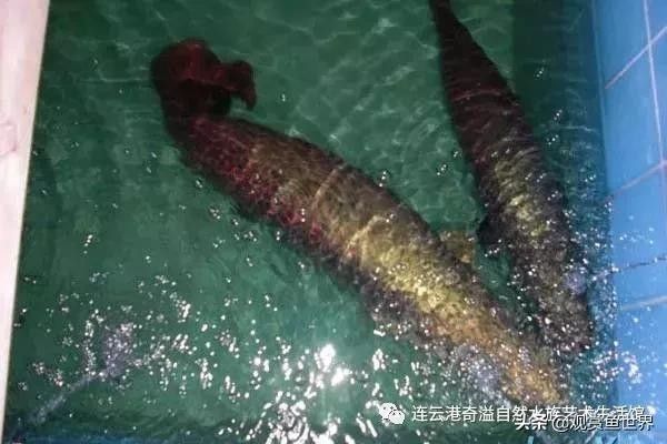 龍魚的須位于 龍魚百科